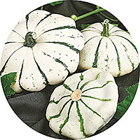 Pattypan Squash