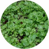 Canonigo - Valerianella Locusta