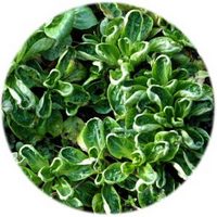 Canonigo - Valerianella Locusta - Mache