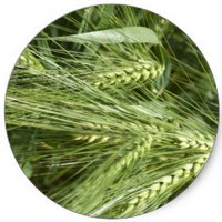 Cebada - Hordeum Vulgare