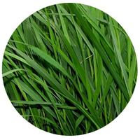 Cebada - Hordeum Vulgare