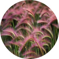 Cebada Silvestre - Hordeum Jubatum