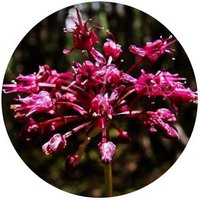 Cebolla - Allium Prattii