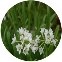 Allium Trifurcatum