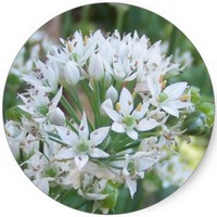 Allium Fistulosum