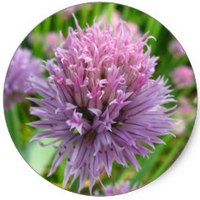 Allium Fistulosum