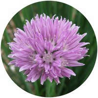 Allium Schoenoprasum