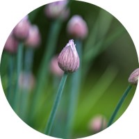 Cebollino - Chives