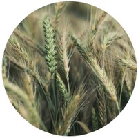 Centeno - Winter Rye