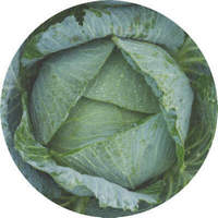 Col o Repollo: Brassica Oleracea