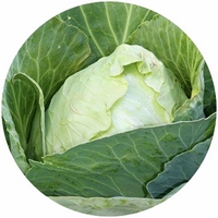 Brassica Oleracea