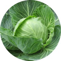 Brassica Oleracea
