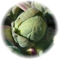 Coles de Bruselas - Brassica Oleracea var. Gemmifera