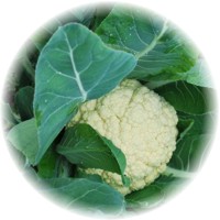 Coliflor: Brassica Oleracea var. Botrytis