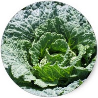 Brassica Oleracea