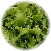 Endibia: Cichorium Endivia