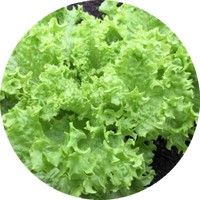 Endibia: Cichorium Endivia