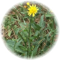 Escarola: Cichorium Endivia