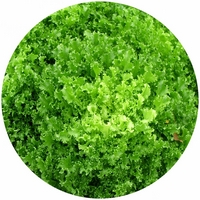 Escarola: Cichorium Endivia Crispum