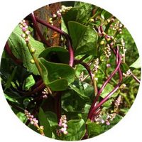 Espinaca de Malabar - Basella Alba