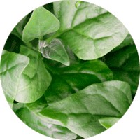 Tetragonia Tetragonioides