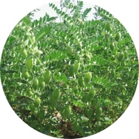 Garbanzo: Cicer Arietinum