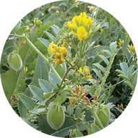 Garbanzo: Cicer Arietinum