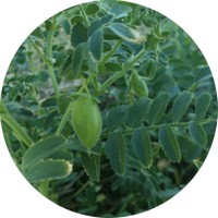 Garbanzo: Cicer Arietinum