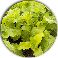 Grelo - Brassica Raab