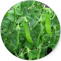 Pisum Sativum - Guisante