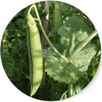 Pisum Sativum - Guisante