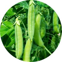 Pisum Sativum - Guisante