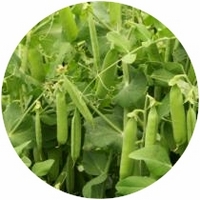 Pisum Sativum - Guisante