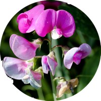 Pisum Sativum - Guisante