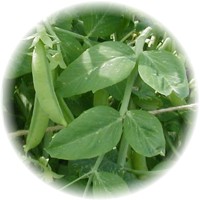 Pisum Sativum var. Macrocarpum
