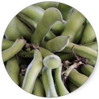 Vicia Faba - Broad Bean
