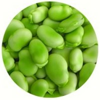Vicia Faba - Broad Bean