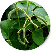 Phaseolus Vulgaris - Haricots Verts
