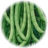 Phaseolus Vulgaris - Haricots Verts