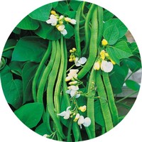 Phaseolus - Phaseolus - Frijoles - Green Beans - Haricots Verts