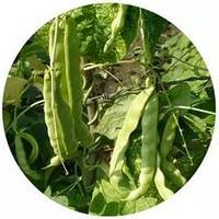 Phaseolus - Judias - Green Beans