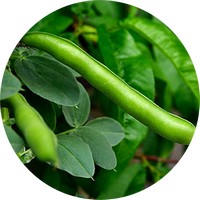 Phaseolus - Judias - Green Beans