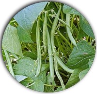 Phaseolus - Judias - Green Beans