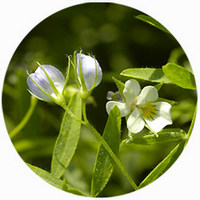 Lens Culinaris - Lentilles Vertes