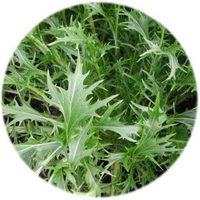 Brassica Rapa Japonica - Mizuna