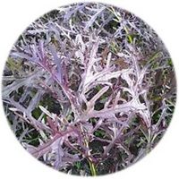 Brassica Rapa Japonica - Mizuna