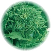 Nabo: Brassica Rapa