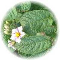 Patata: Solanum Tuberosum