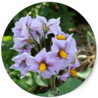 Patata: Solanum Tuberosum