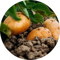 Patata - Potato- Solanum Tuberosum